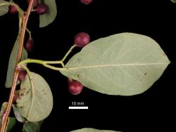 Cotoneaster bacillaris: Lower leaf surface.
 Image: D. Glenny © Landcare Research 2017 CC BY 3.0 NZ